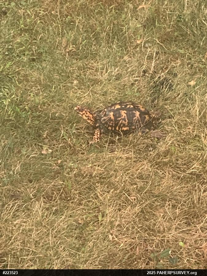 Eastern Box Turtle
