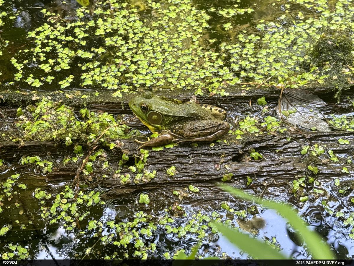 Green Frog