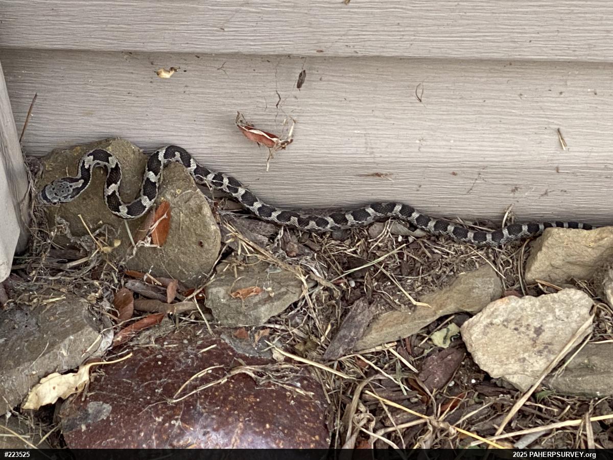 Eastern Ratsnake