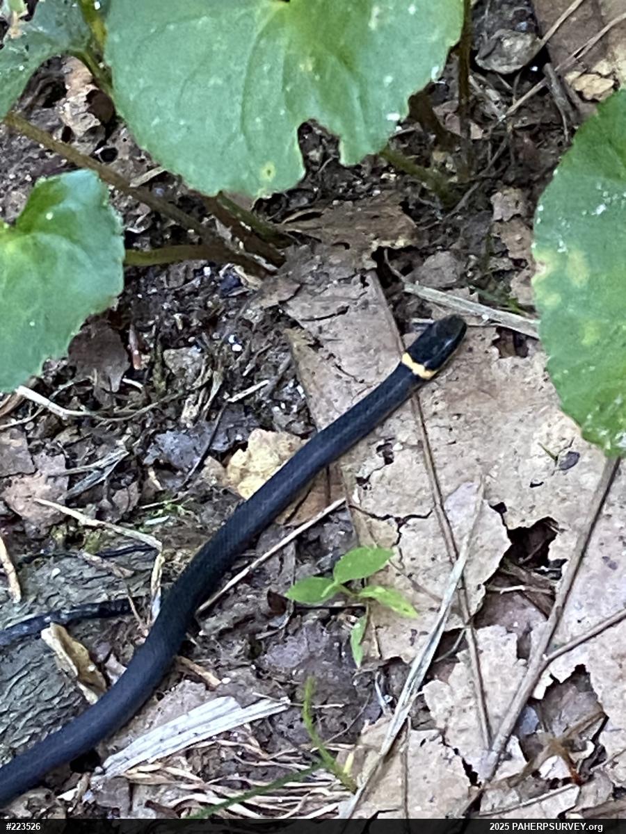 Northern Ring-necked Snake
