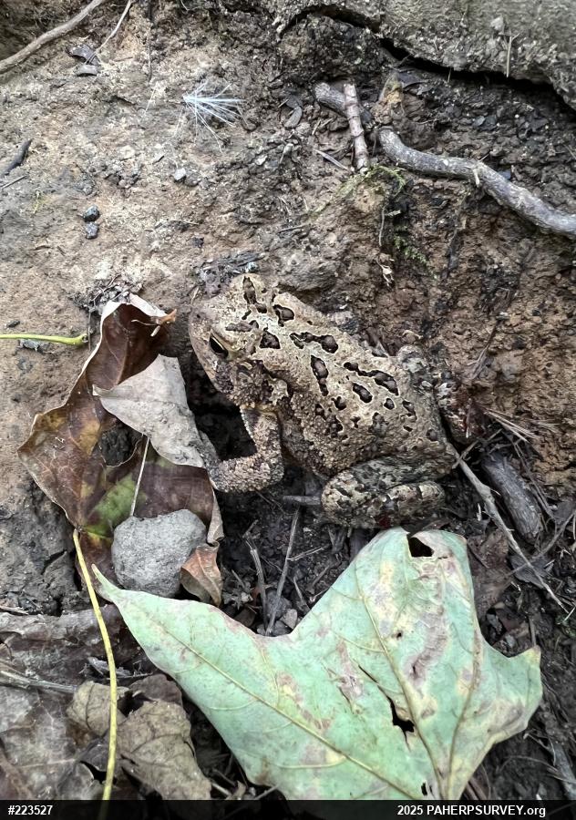 Eastern American Toad