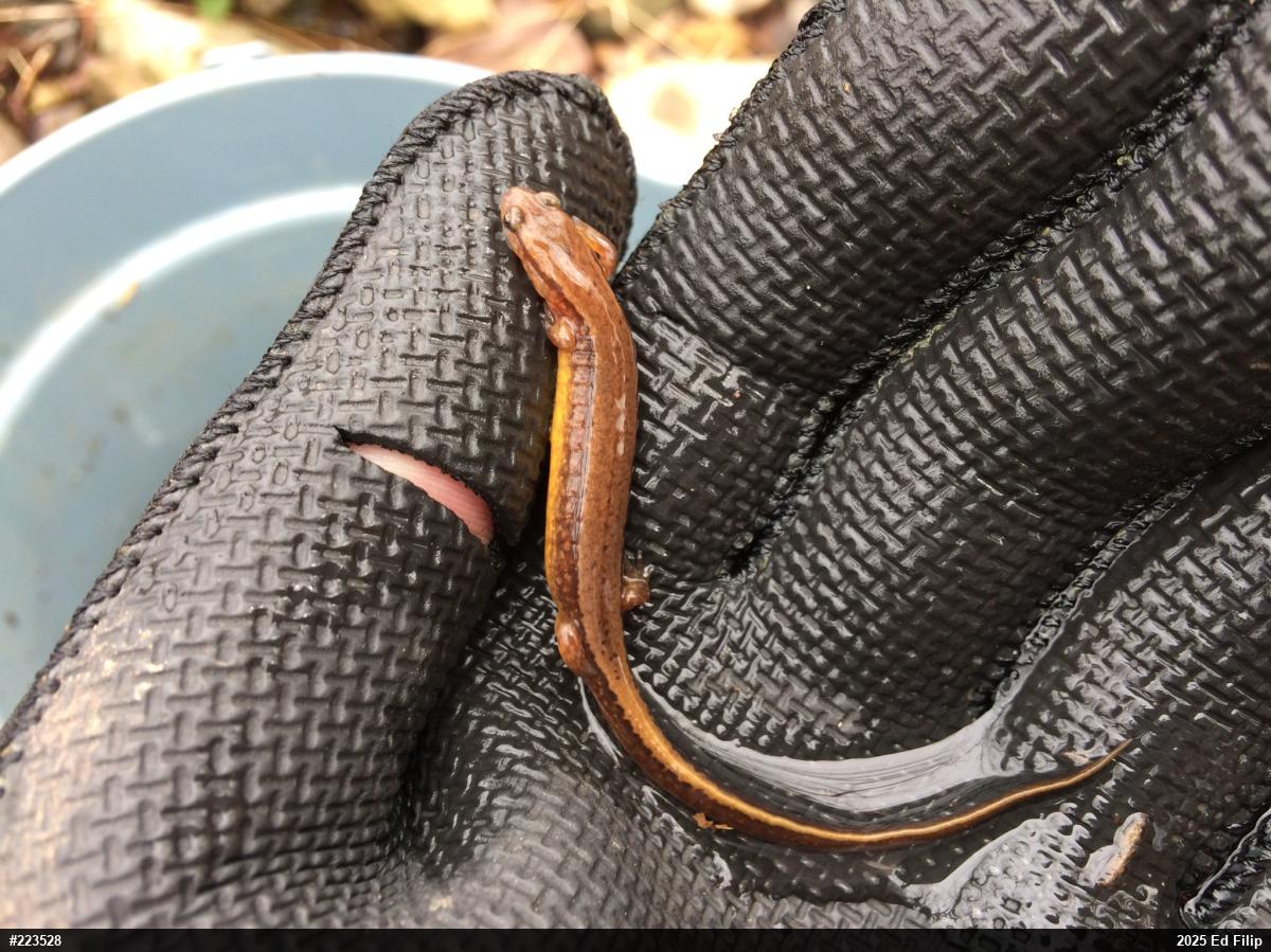 Northern Two-lined Salamander
