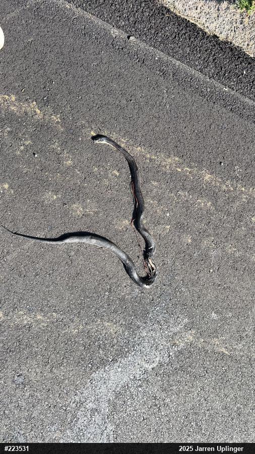 Eastern Ratsnake
