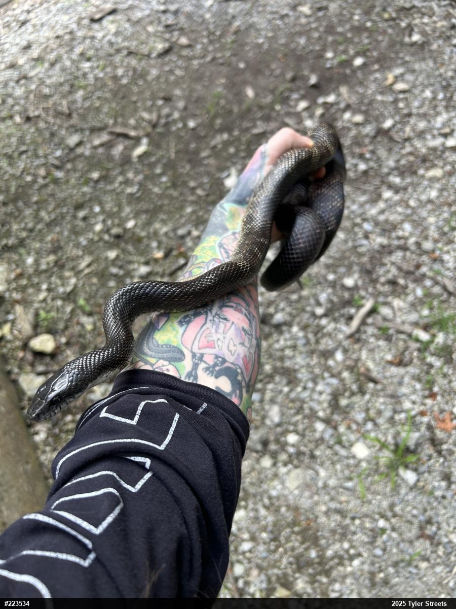Eastern Ratsnake