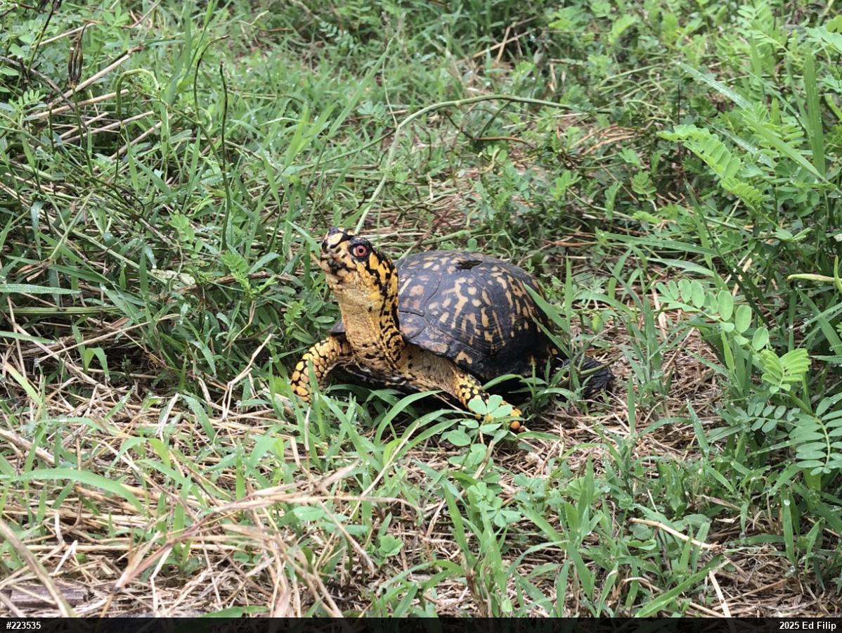 Eastern Box Turtle