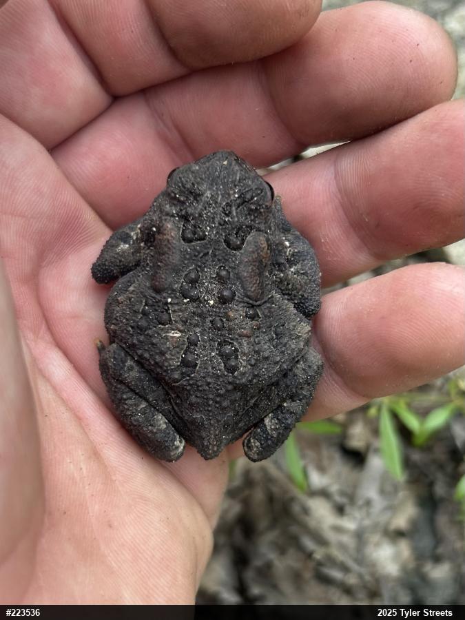 Eastern American Toad
