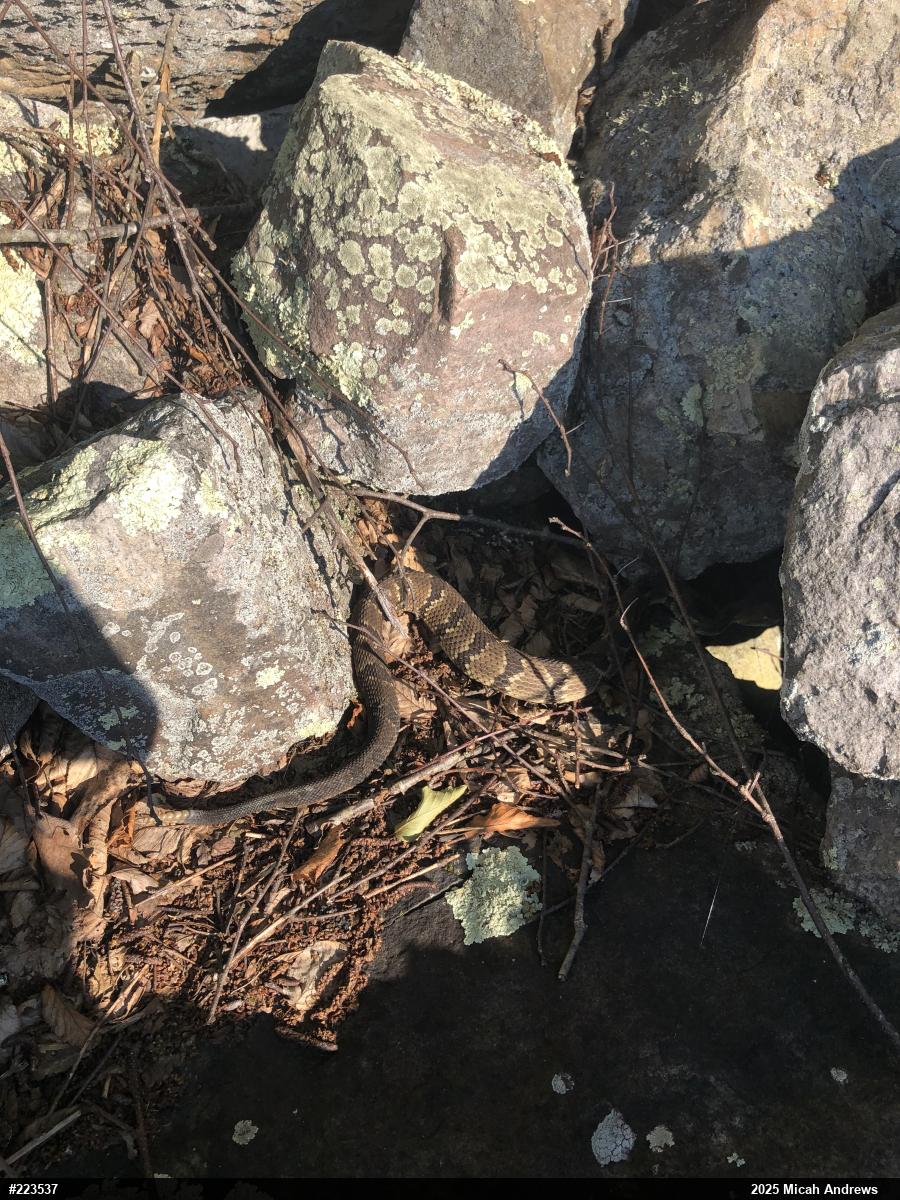 Timber Rattlesnake