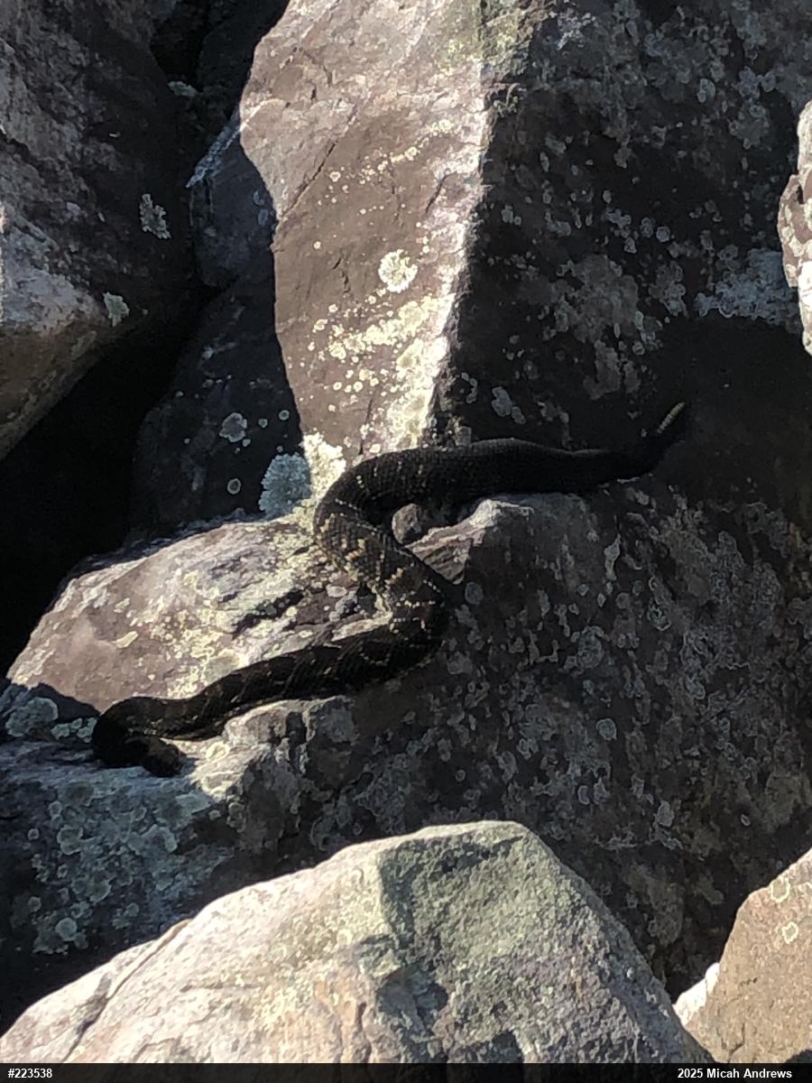 Timber Rattlesnake