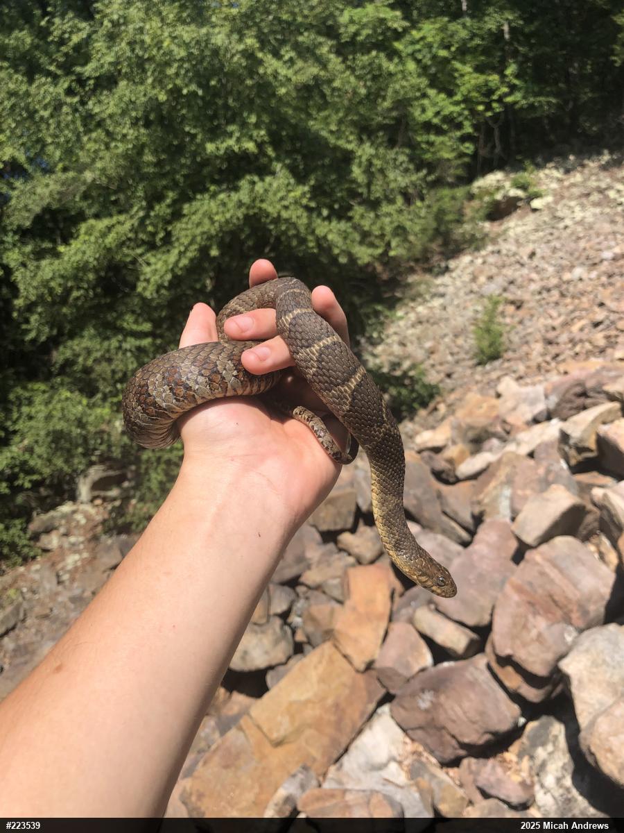 Northern Watersnake