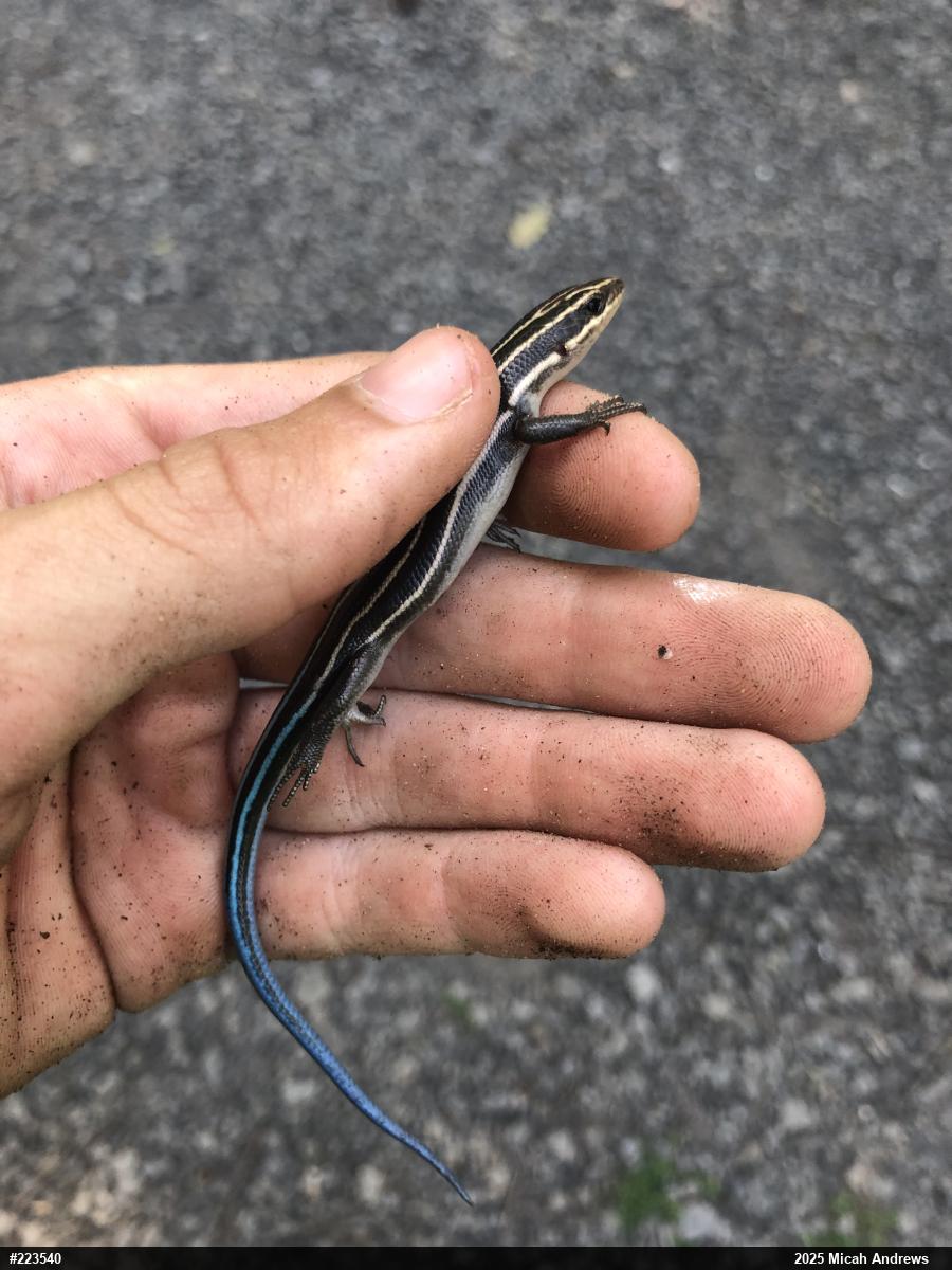 Common Five-lined Skink