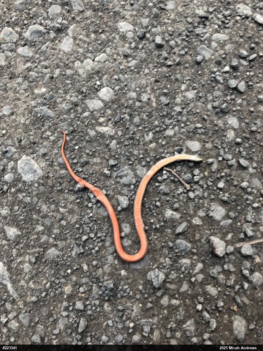 Red-bellied Snake