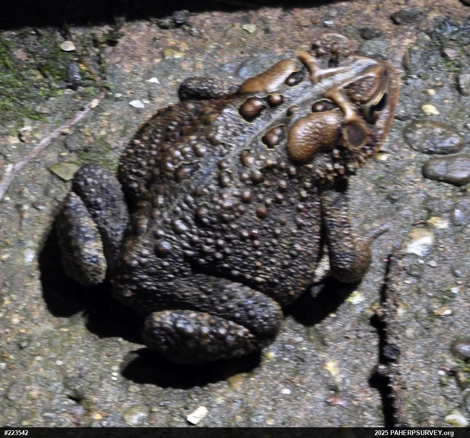 Eastern American Toad