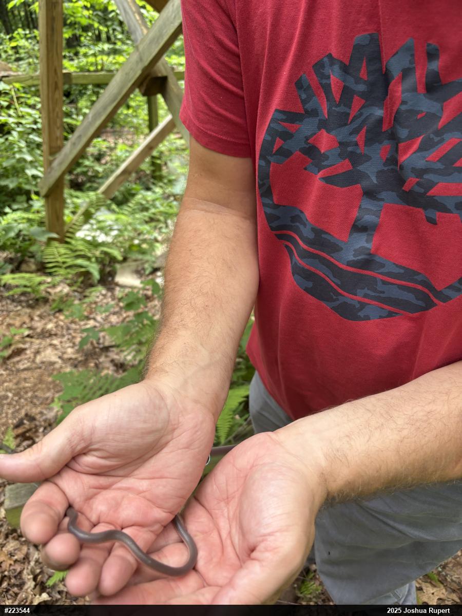 Eastern Wormsnake