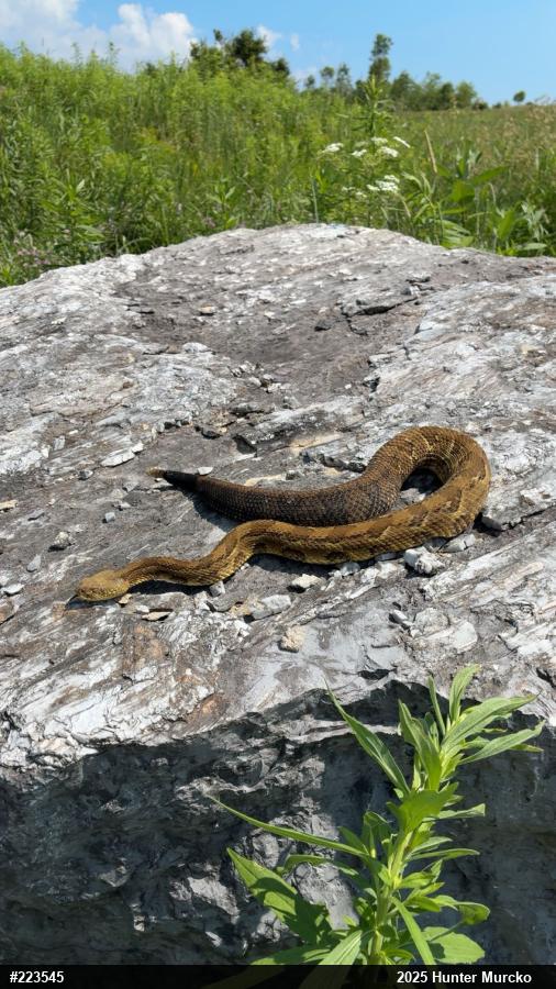 Timber Rattlesnake