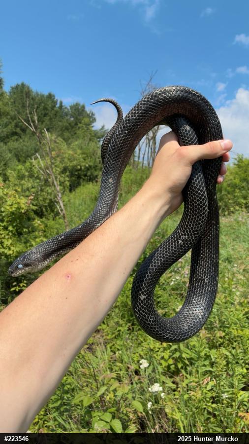 Eastern Ratsnake