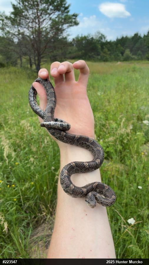 Eastern Milksnake