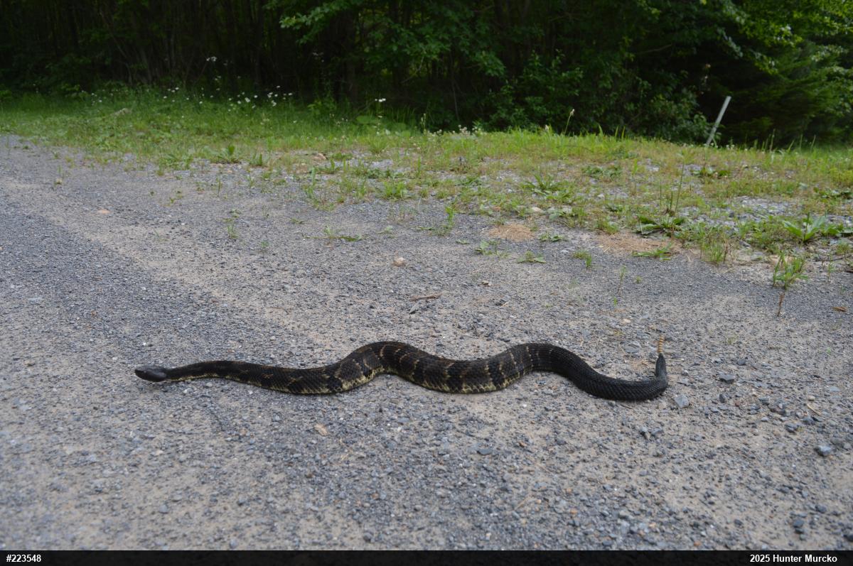 Timber Rattlesnake