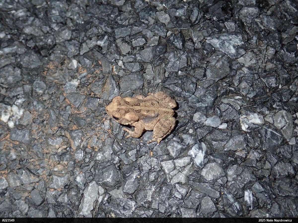 Eastern American Toad