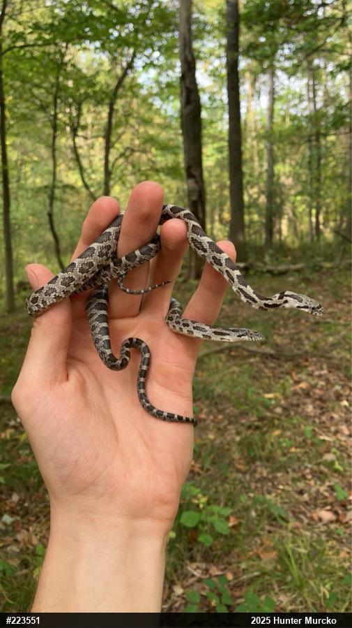 Eastern Ratsnake