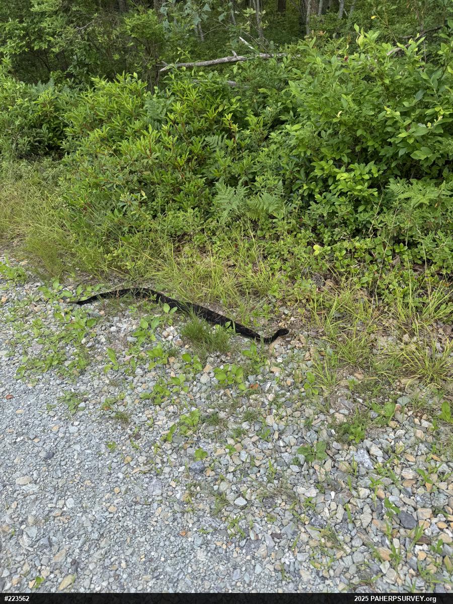 Timber Rattlesnake