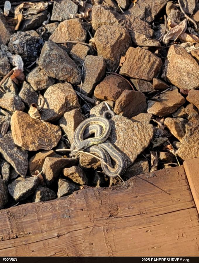 Eastern Gartersnake