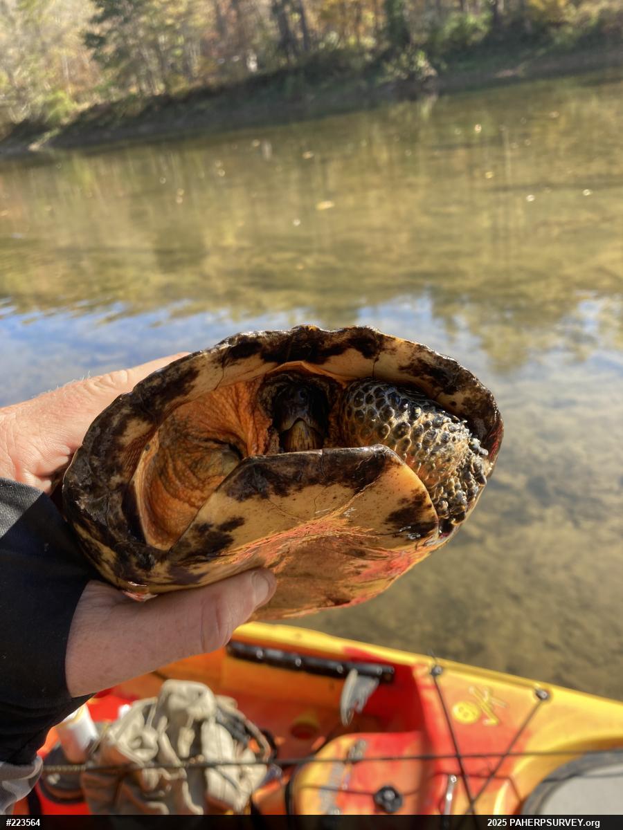 Wood Turtle