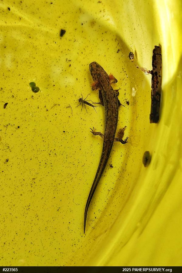 Northern Two-lined Salamander