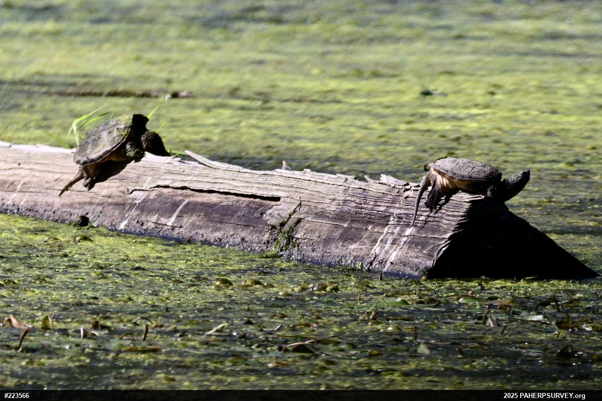 Snapping Turtle