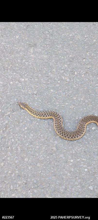 Eastern Gartersnake