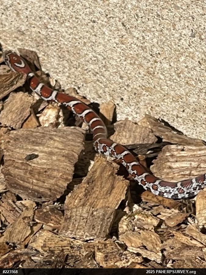 Eastern Milksnake