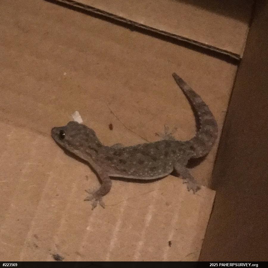 Mediterranean House Geckos