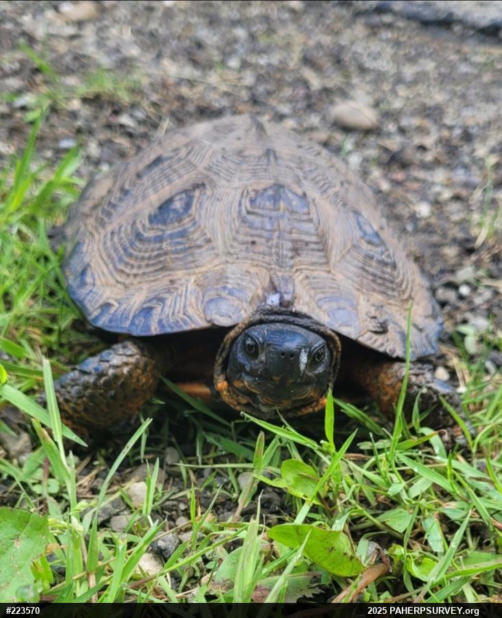 Wood Turtle