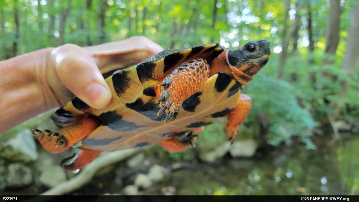 Wood Turtle