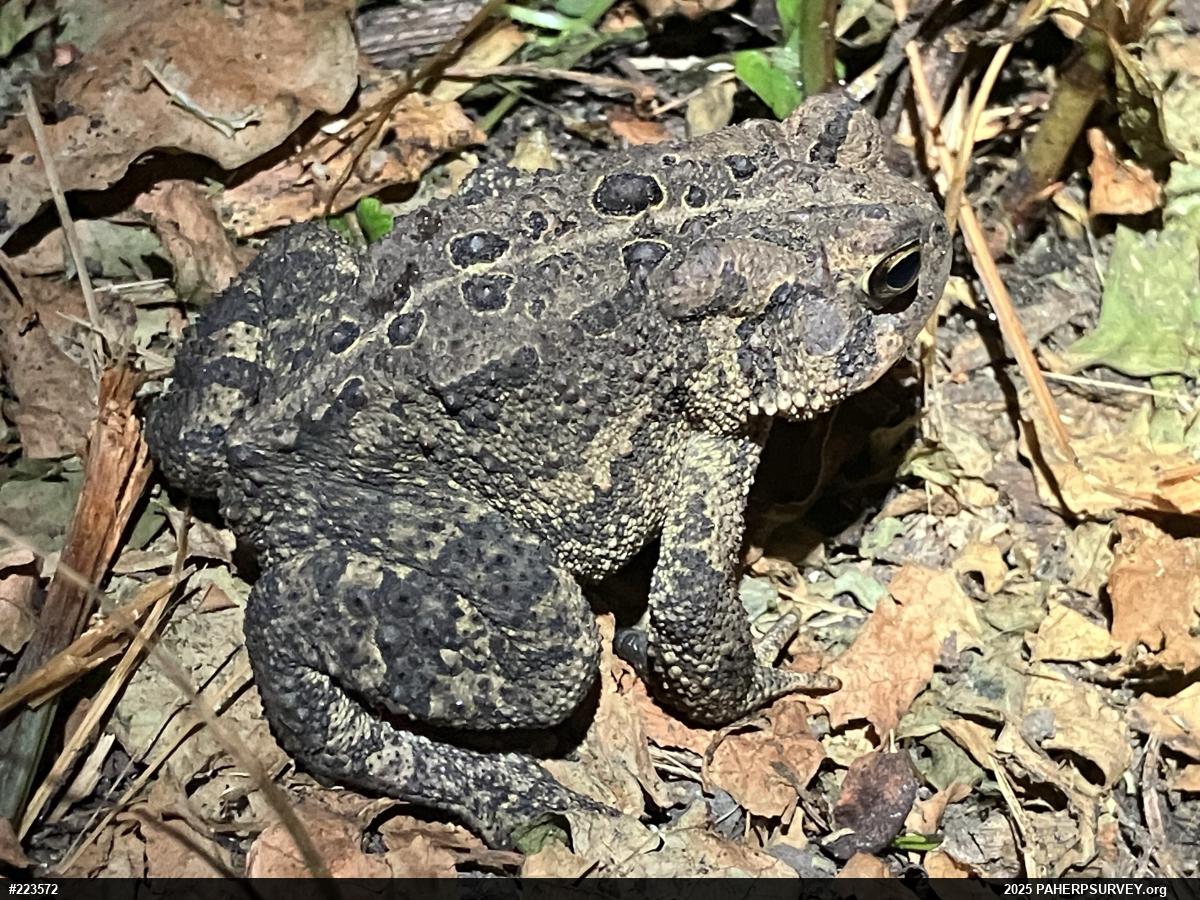 Eastern American Toad