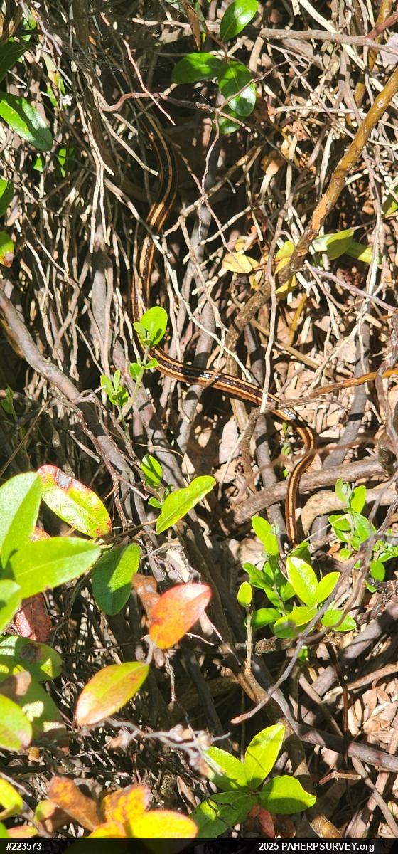 Eastern Ribbonsnake