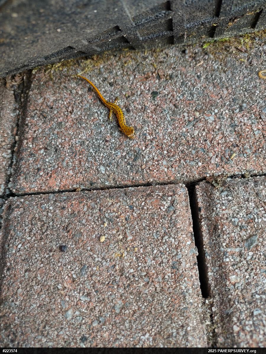 Eastern Long-tailed Salamander