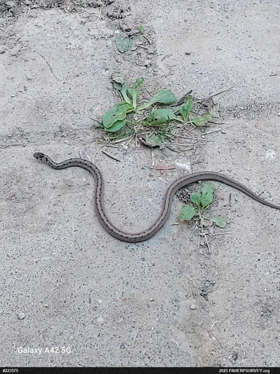 Dekay's Brownsnake
