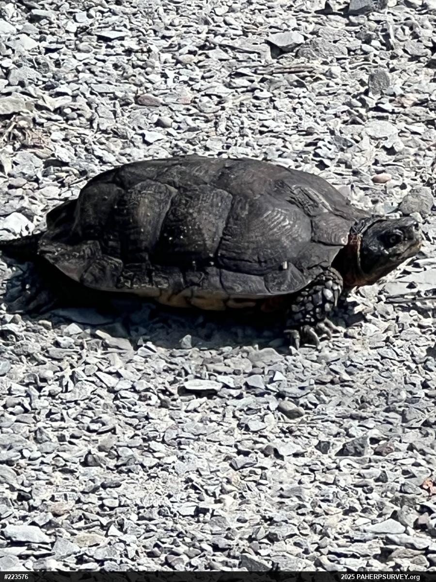 Wood Turtle