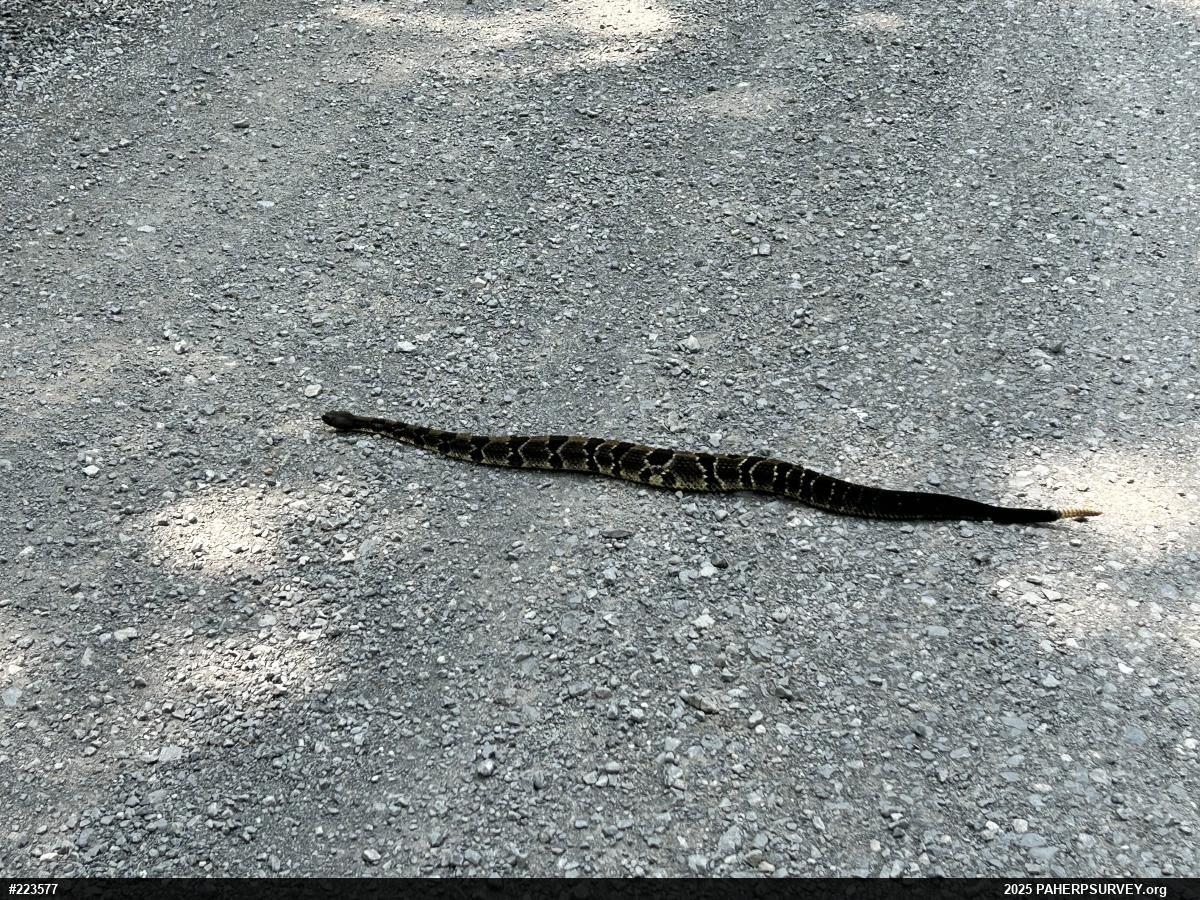 Timber Rattlesnake