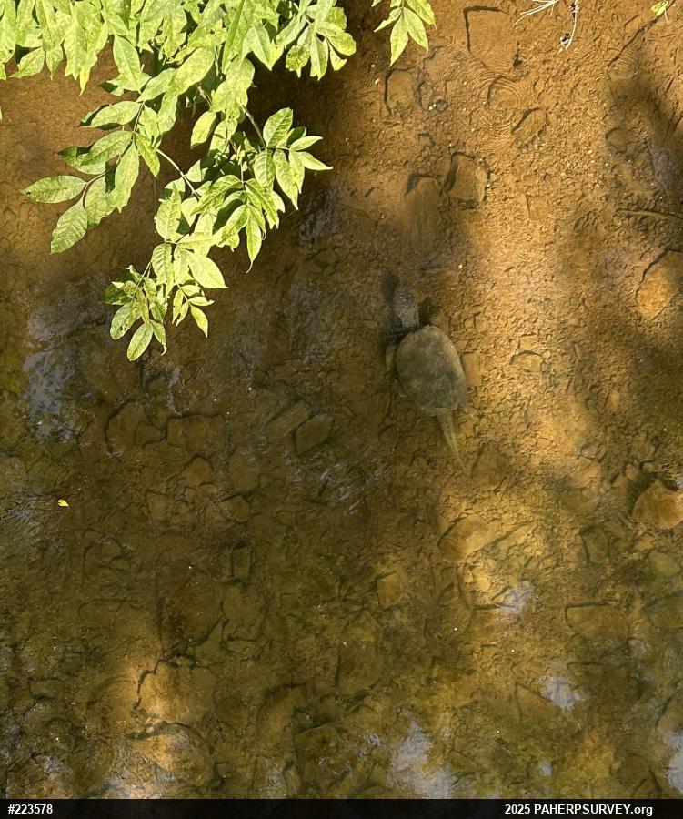 Snapping Turtle