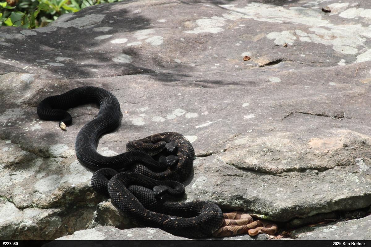 Northern Copperhead
