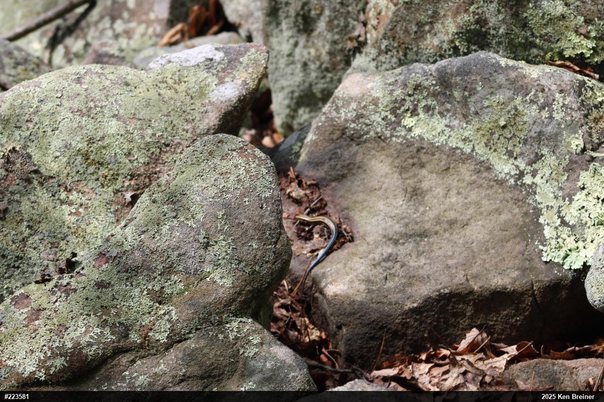 Common Five-lined Skink