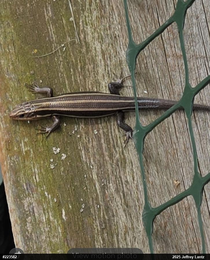 Common Five-lined Skink