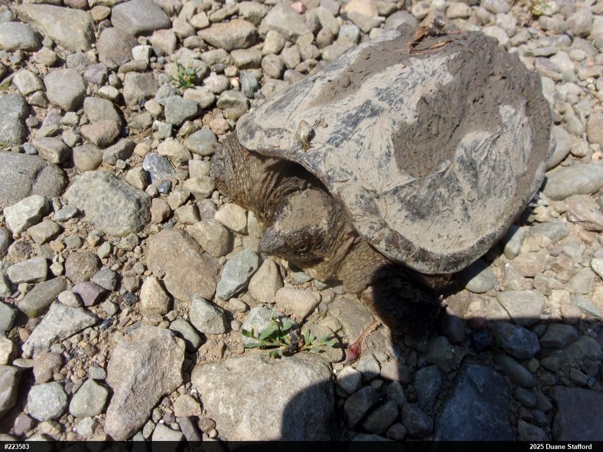 Snapping Turtle
