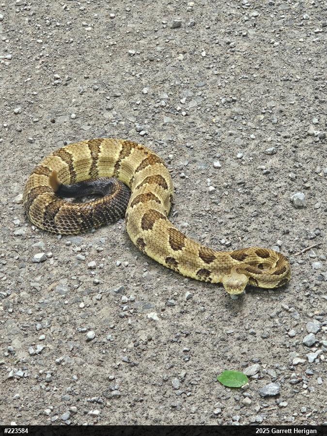 Timber Rattlesnake