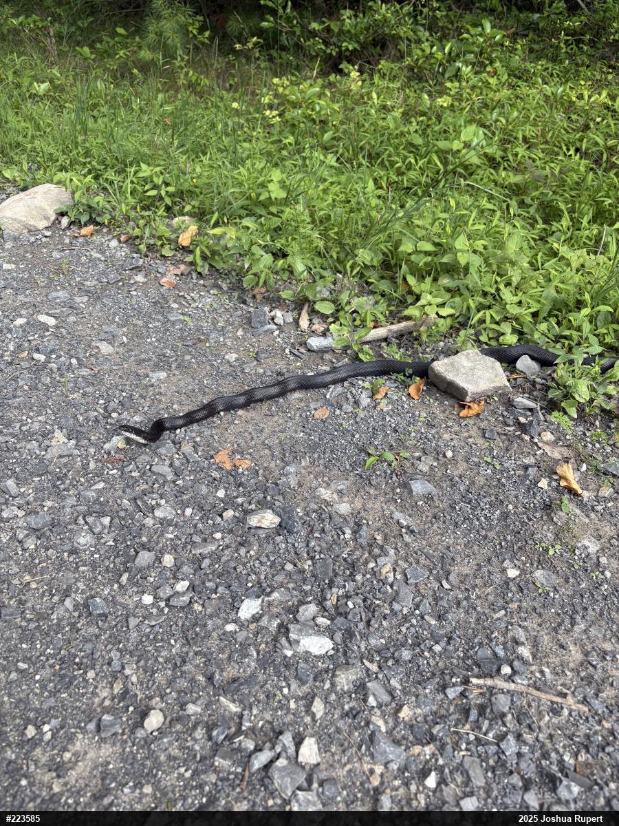 Eastern Ratsnake