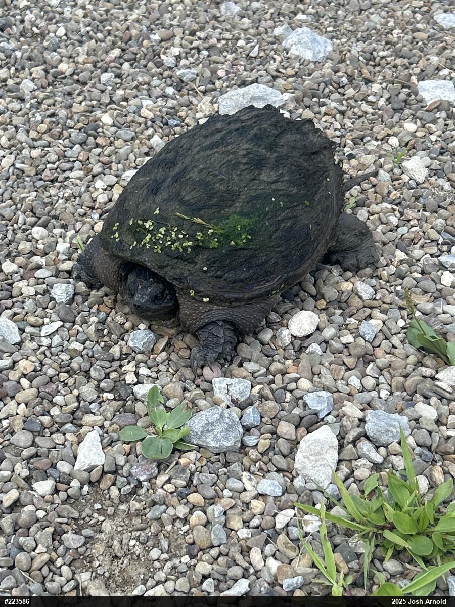 Snapping Turtle