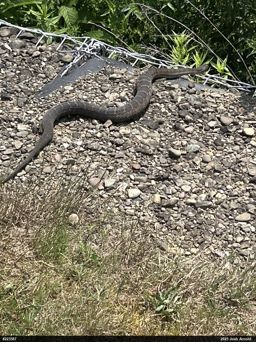 Northern Watersnake
