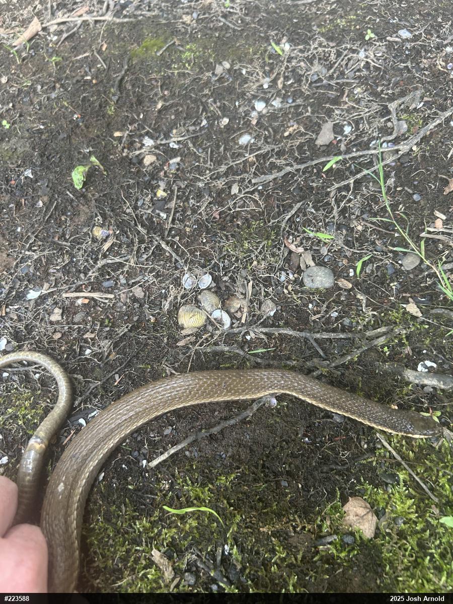 Queensnake