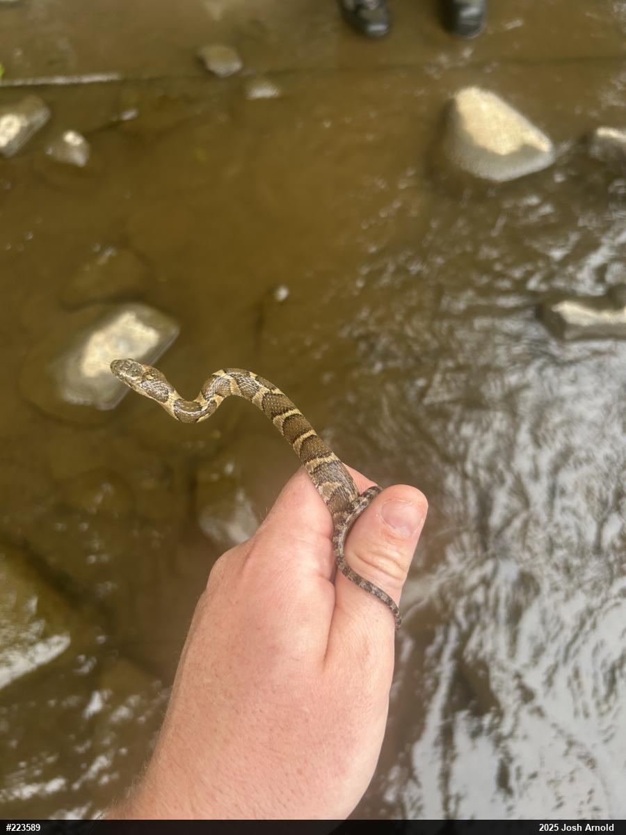 Northern Watersnake